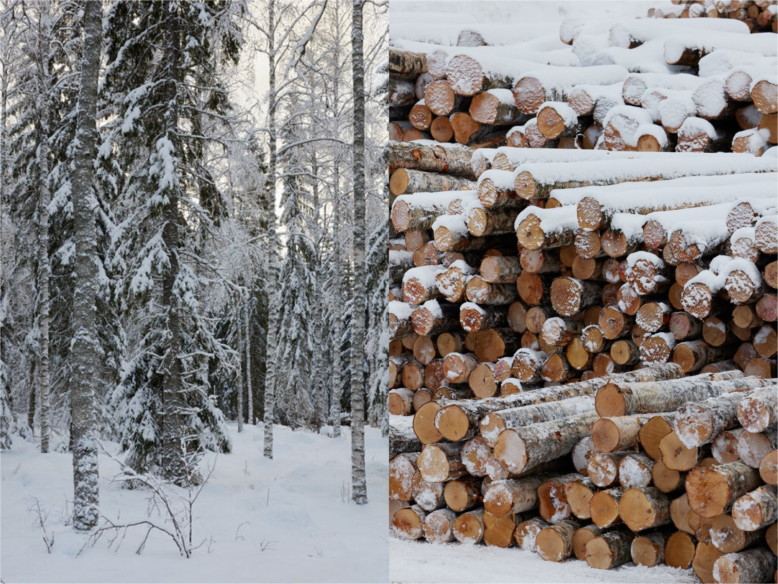 artek アルテック フィンランドの森林と木材